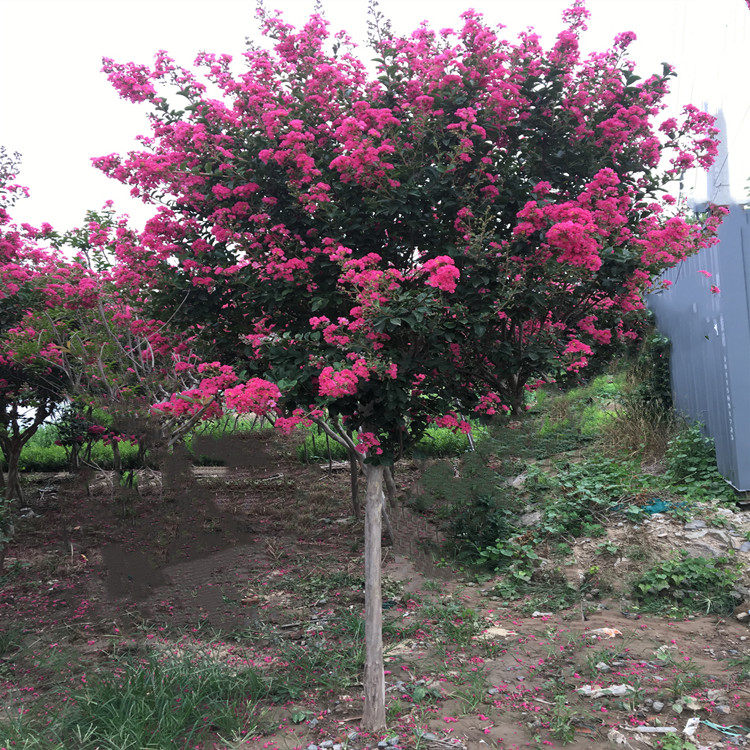 紫薇树苗高杆耐寒棒棒糖树形庭院别墅地栽名贵风景花树百日红树苗