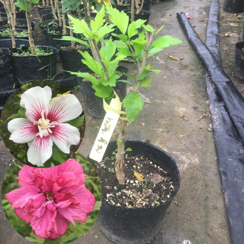 双色木槿花盆苗食用木槿盆栽庭院阳台花卉原盆原土发货好养耐修剪