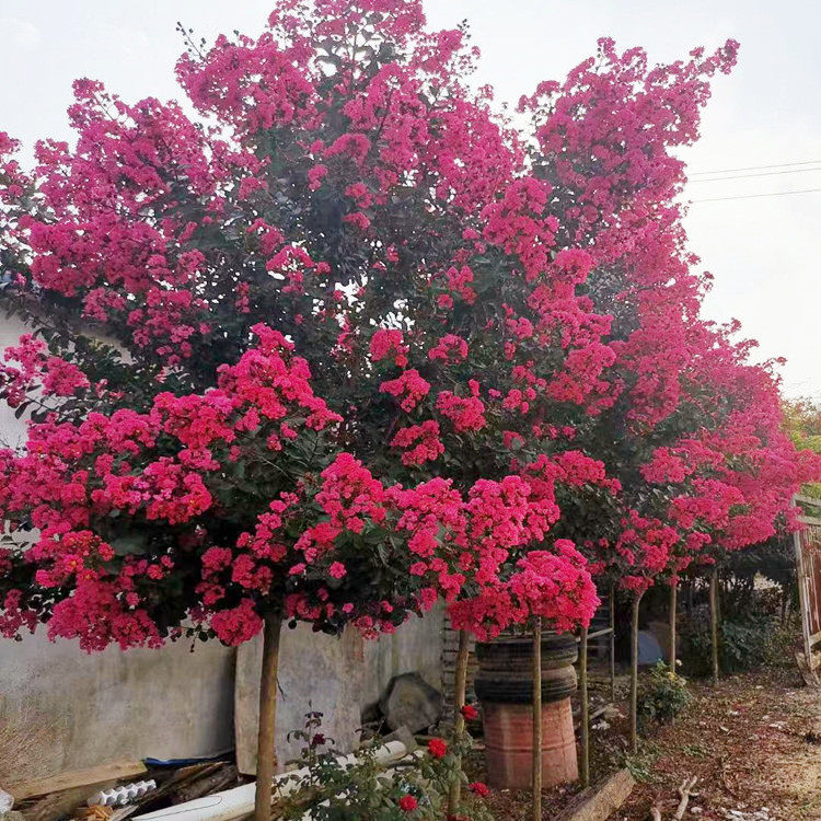 美国三红紫薇红火箭别墅观赏树木耐寒抗旱室外花深玫红天鹅绒紫薇