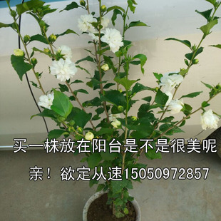 丛生重瓣白色木槿花盆栽地栽食用花卉鸡肉花白饭花庭院植物篱笆树