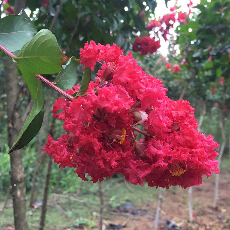 美国红火箭别墅多年生紫薇花苗庭院户外地栽耐寒风景树大红色紫薇