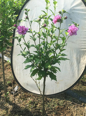 槿卉木槿落叶室内外庭院夏秋丰花