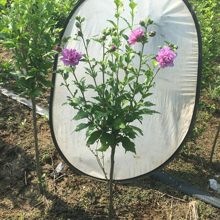 薄荷冰沙木槿花盆栽地栽庭院花卉植物红酒紫玉蓝莓冰沙中国雪纺苗