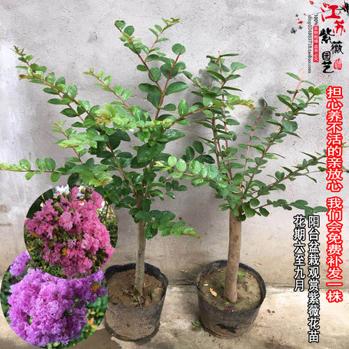耐寒抗旱紫薇花夏季开花