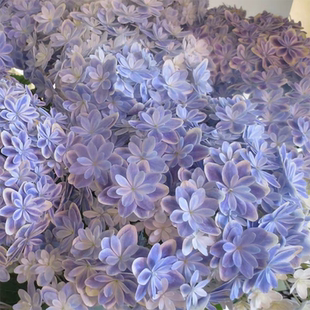 萬華鏡萬花筒蒂沃利品種繡球大苗陽臺庭院今年可開花耐寒山東基地