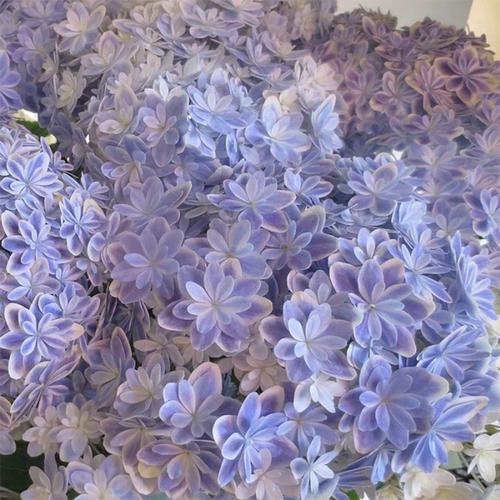 万华镜万花筒蒂沃利品种绣球大苗