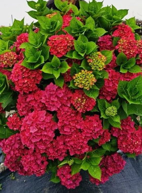 进口新品红色绣球袭夏魔幻可丽生爱慕樱桃红火花绣球花园花镜花新