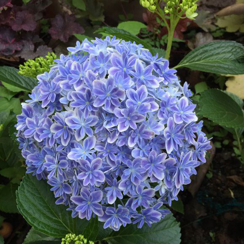 万华镜大花绣球大苗球大苗万花镜绣球阳台好养热销重瓣山东基地,鲜花速递/花卉仿真/绿植园艺,绣球/木绣球/木本植物,淘宝优惠券,粉丝福利购,淘宝优惠卷