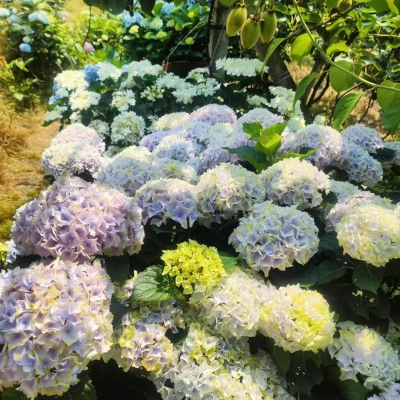 魔幻系列海洋革命珊瑚大花绣球重瓣绣球八仙花庭院阳台花卉盆栽