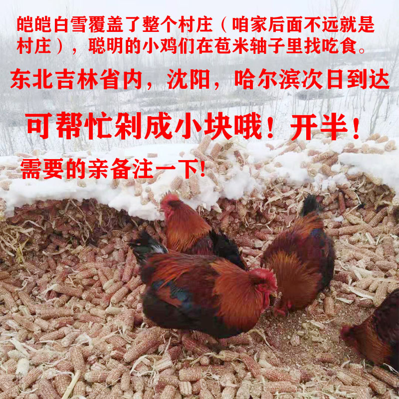 东北纯农村散养溜达鸡大公鸡笨鸡