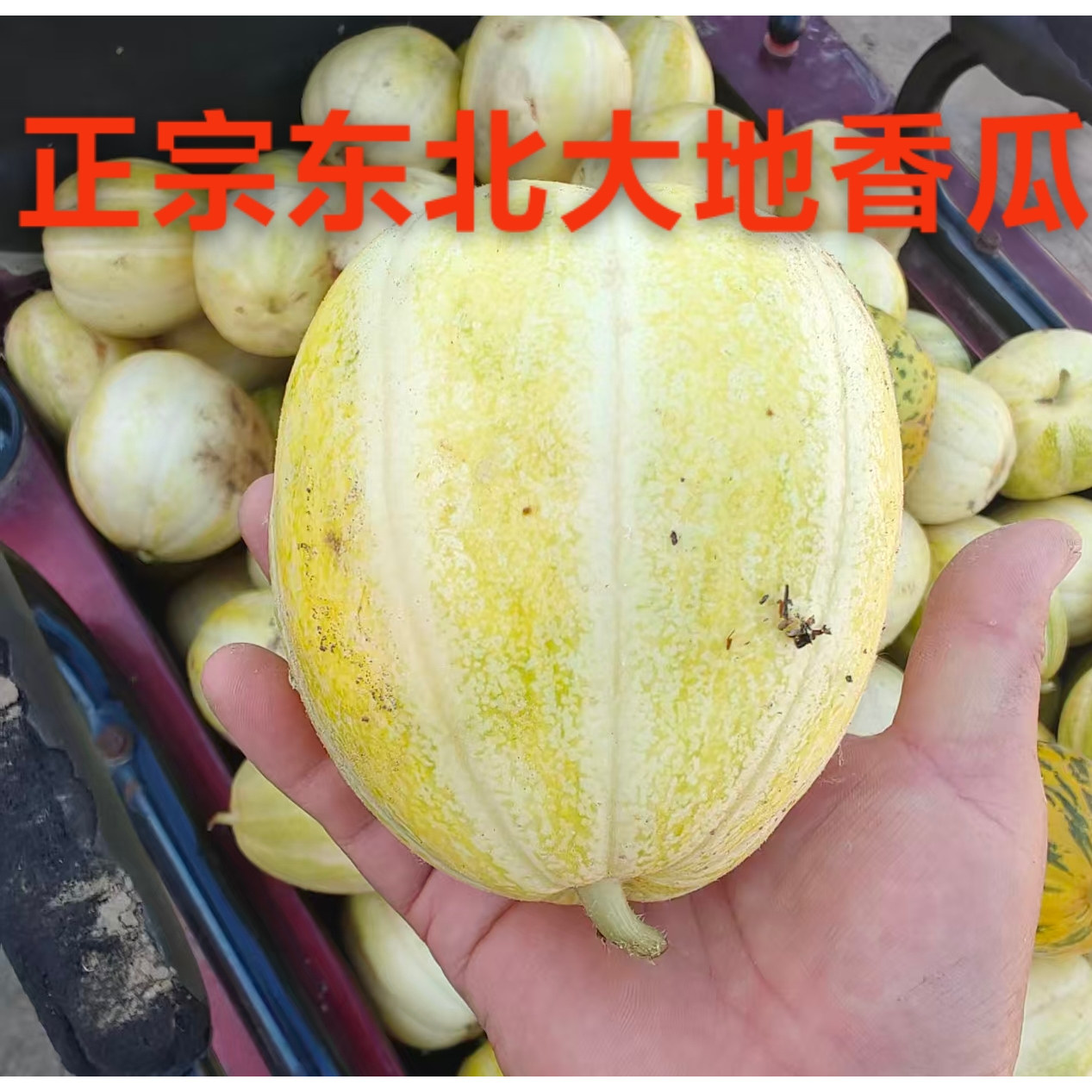 东北正宗通榆香瓜和平香瓜新鲜甜甜瓜