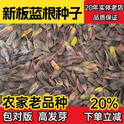 板蓝根种子大青叶种籽板蓝根菜籽