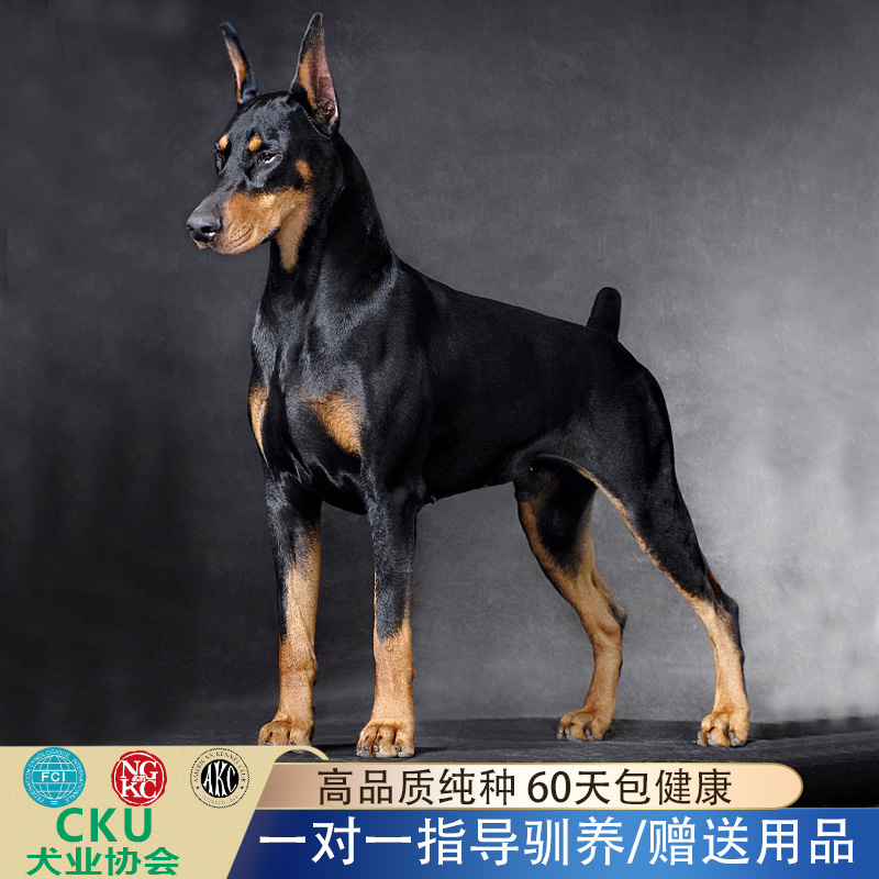 迷你杜宾犬 小鹿犬 迷你品 迷你笃宾犬 迷你宾司犬百科图片 饲养繁殖 雌雄鉴别 Sbike 迷你杜宾犬 小鹿犬 迷你品 迷你笃宾犬 迷你宾司犬百科图片 饲养繁殖 雌雄鉴别 Sbike