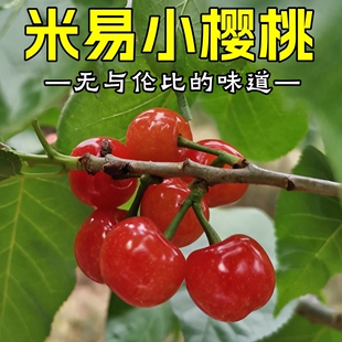 顺丰 酸甜可口送礼恩桃儿 四川小樱桃新鲜水果孕妇土樱桃现摘现发