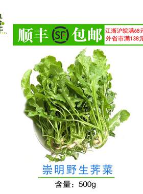 上海野生荠菜新鲜现挖绿色有机