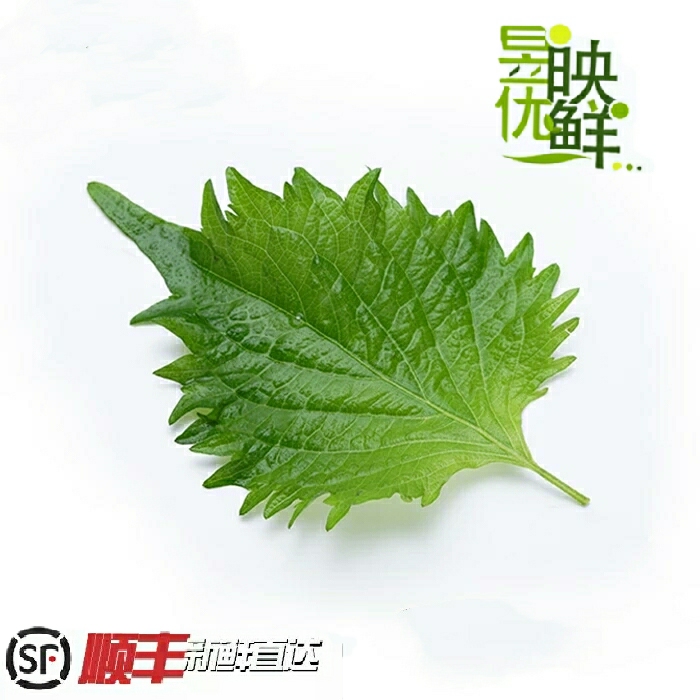 【昱映優鮮】新鮮紫蘇葉大葉 五十克左右一盒