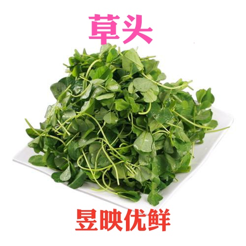 【昱映優鮮】上家農家精品草頭 金花菜500克新鮮蔬菜