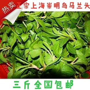 上海崇明岛野生马兰头当天现挖绿色新鲜蔬菜野菜500克