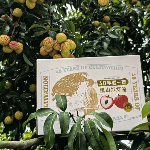 保国荔业凤山红灯笼渔翁得荔红灯笼中华荔枝金奖金奖特级装3斤5斤