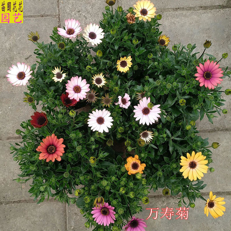 南非万寿菊盆栽蓝目菊花植物耐寒耐热花卉室内阳台庭院