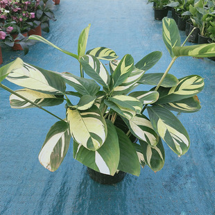 金梦竹芋喜阴植物盆栽花天鹅绒青苹果碧卡秋新飞羽豹纹魅力之星