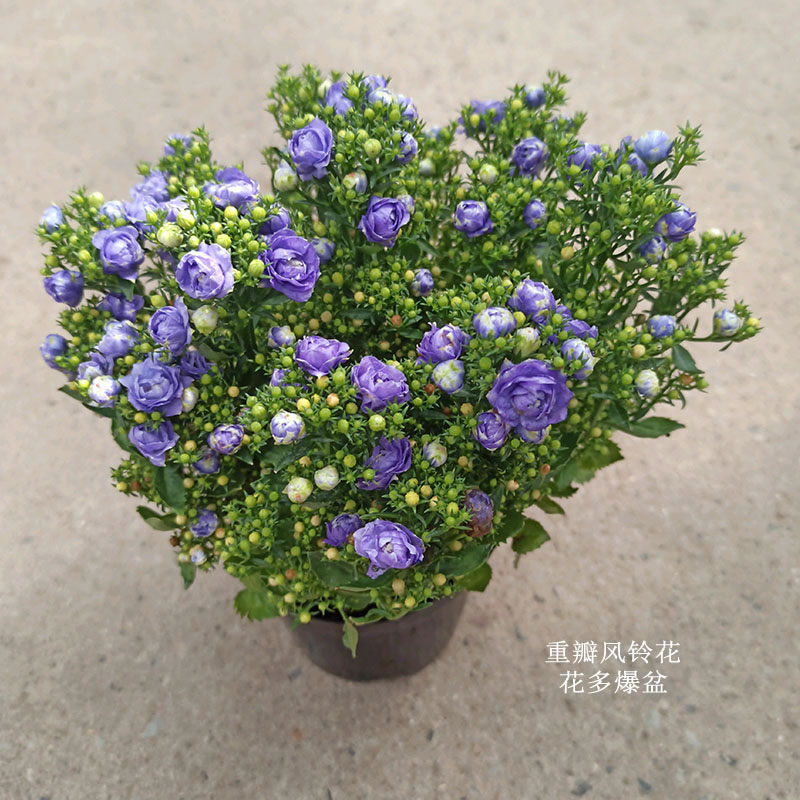 欧洲风铃盆栽室内办公桌阳台花卉庭院绿植植物美观