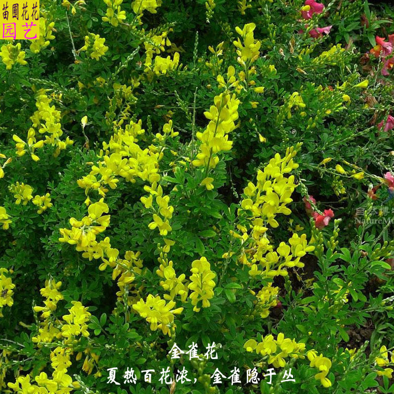 金雀花盆栽 黄金雀花卉庭院阳台四季开花植物带花苞包邮