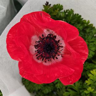 银莲花盆栽多年生球根盆栽花卉花期长庭院阳台室内新手耐寒