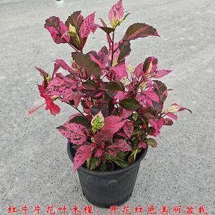 花叶木槿盆栽佳选其叶片色彩斑斓开红色花大自然调色花庭院花卉