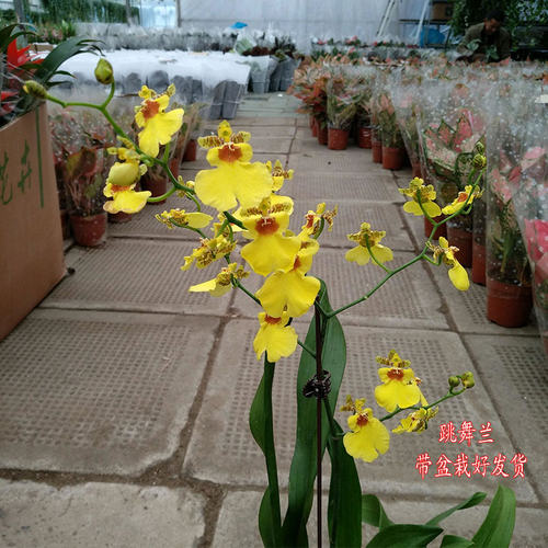 跳舞兰盆栽办公室桌面植物文心兰