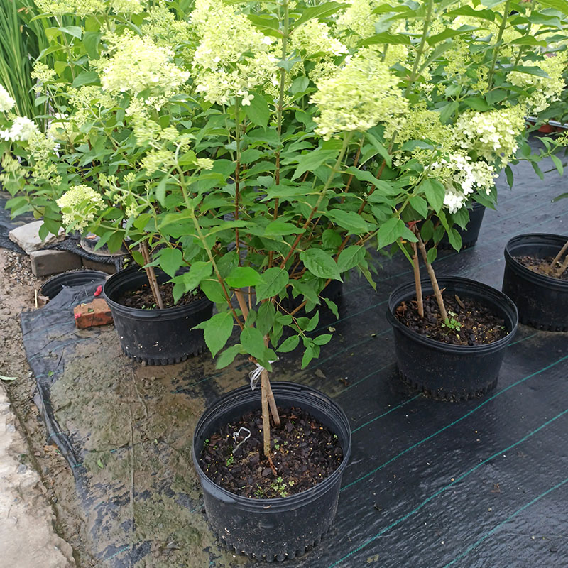 绿植香草耐晒夏季楼顶绣球盆栽