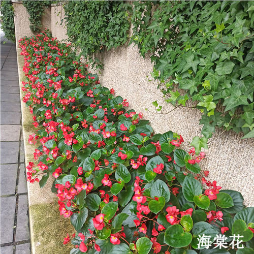 室内盆栽海棠花苗价格 室内盆栽海棠花苗图片 星期三