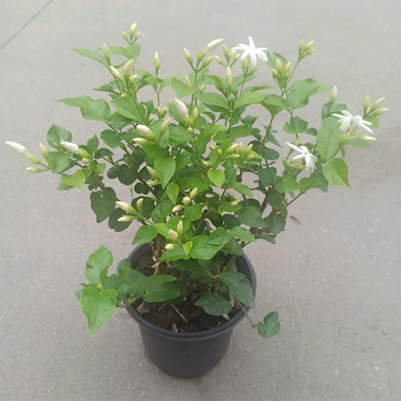 笔尖茉莉花浓香盆栽 木本植物当年开花庭院花卉 易活多年生