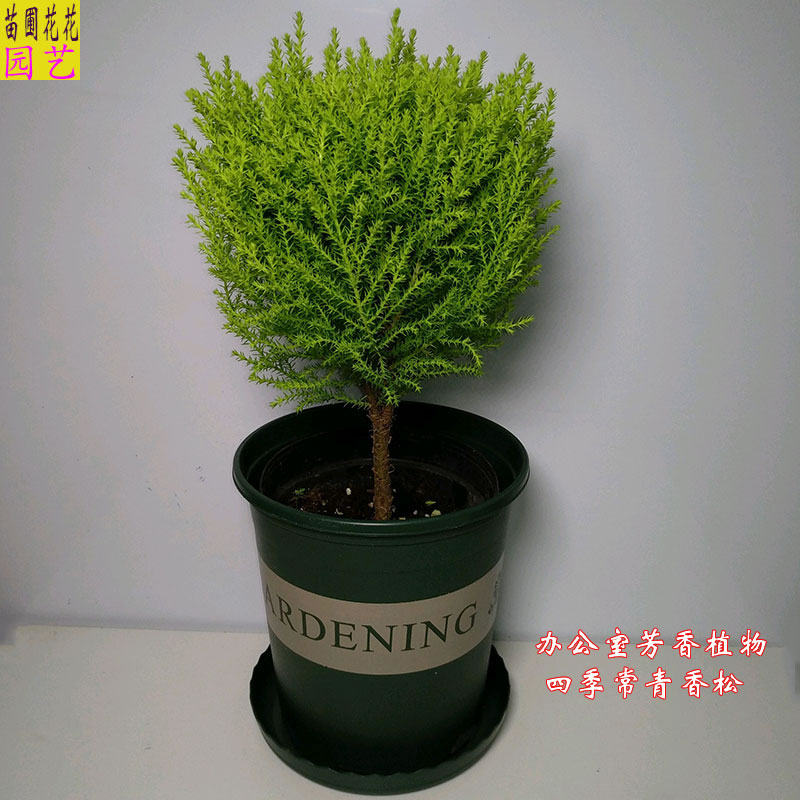 金冠柏香松盆栽四季常青棒棒糖芳香绿植阳台圣诞节观叶植物吸甲醛