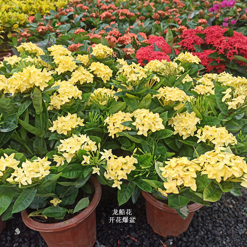 龙船花盆栽仙丹花百日红植物阳台庭院花卉