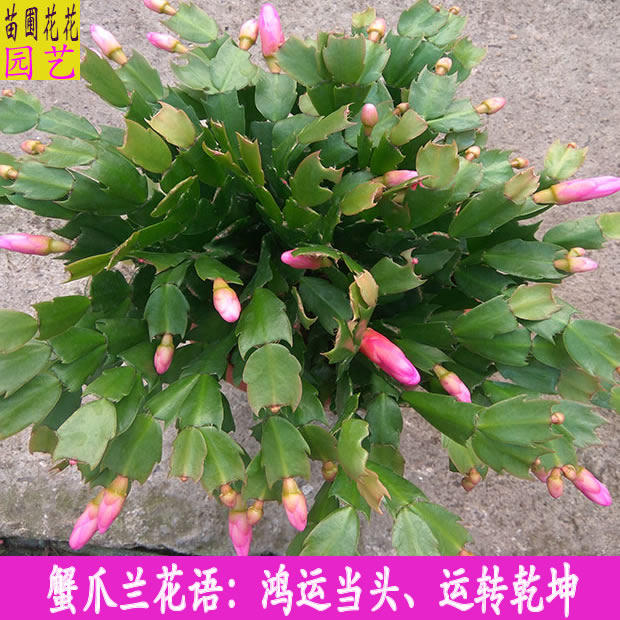 多年生蟹爪兰花苗盆栽花苞多多蟹爪兰花卉室内多肉植物盆景