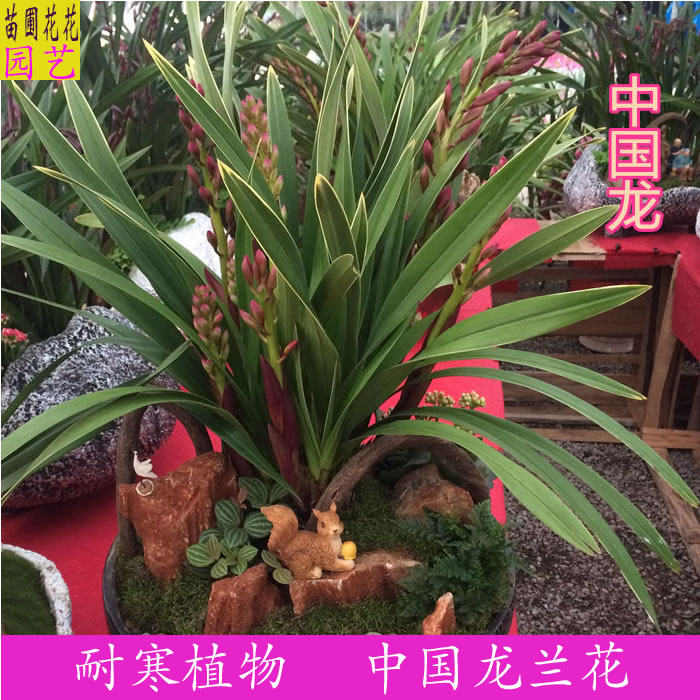 绿植兰花宿根盆景芳香植物