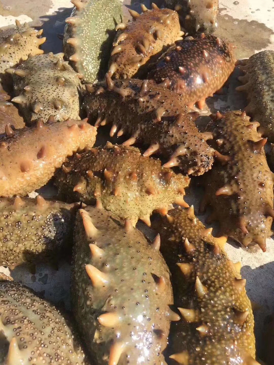 鲜活海参威海刺参辽刺参新鲜水产