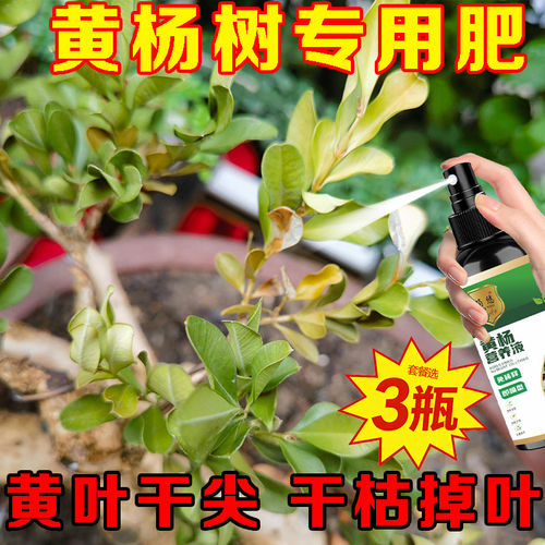 黄杨懒人专用营养液发芽绿叶防治掉落叶干枯植物免稀释营养液p1