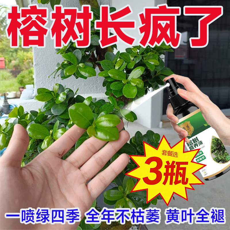 榕树专属营养液免稀释深度防黄叶落叶加速促发芽榕树盆景优质肥