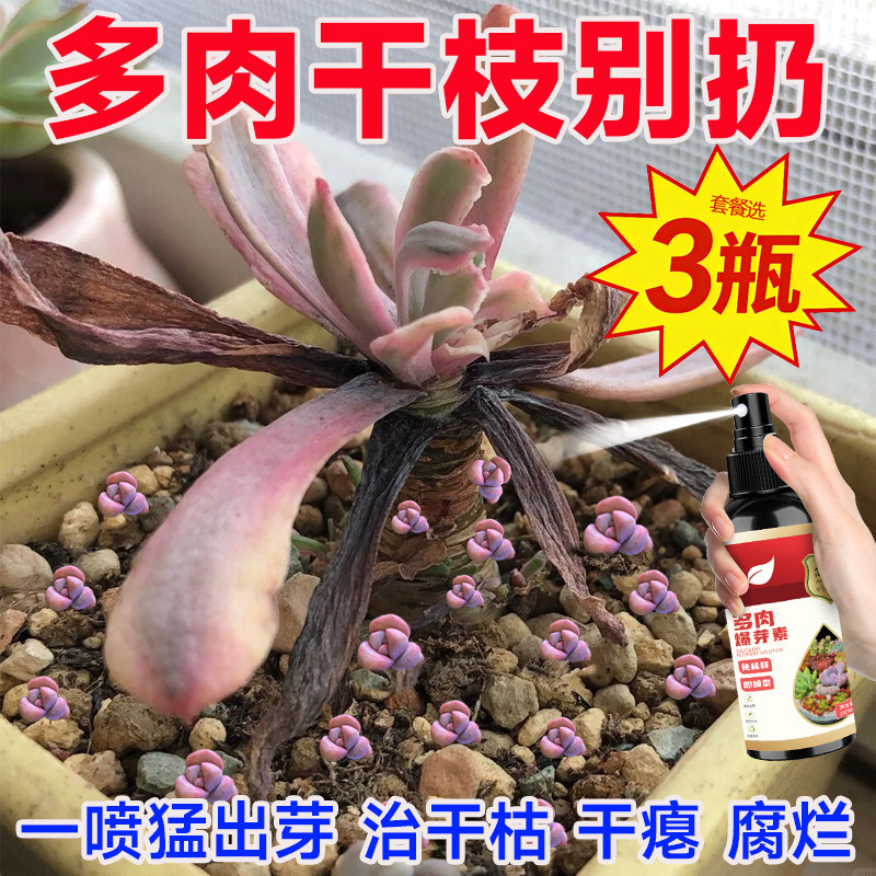 【多肉爆芽素】专用营养液直喷拯救瘦小防发焉不发芽徒长干瘪芽少