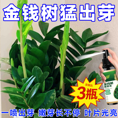 金钱树营养液新芽催生爆