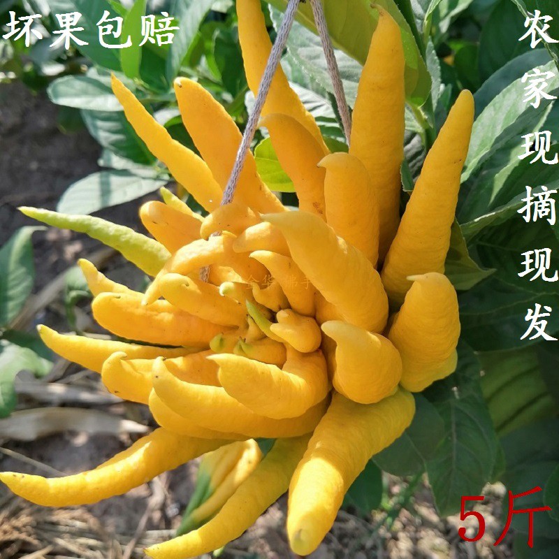 金佛手 鲜果五指 柑香橼瓜橘膏花观赏闻香清供佛摆放药食同源特产