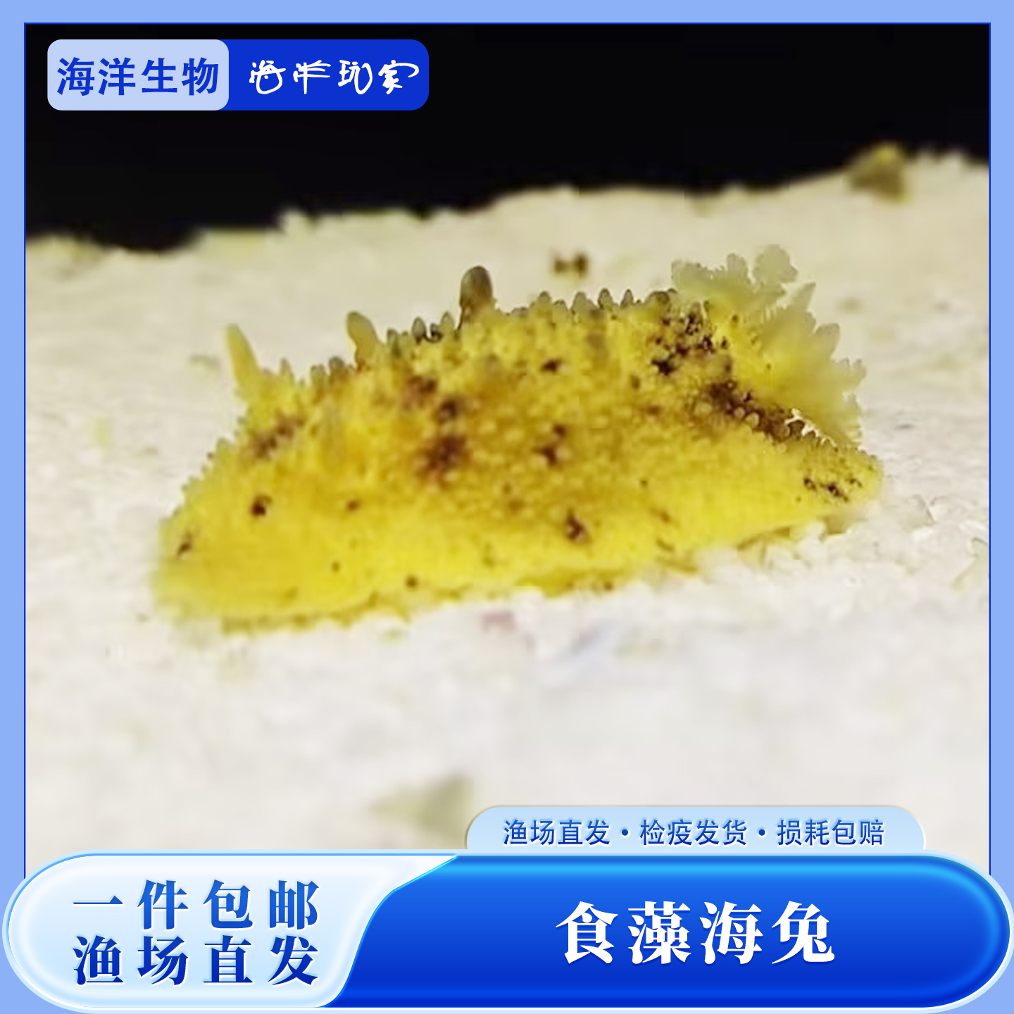 海水生物食藻海猪活体海洋工具翻沙海缸珊瑚共生造景桌面宠物