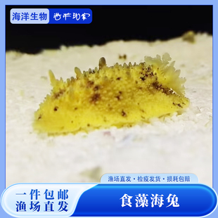 海水生物食藻海猪活体海洋工具翻沙海缸珊瑚共生造景桌面宠物