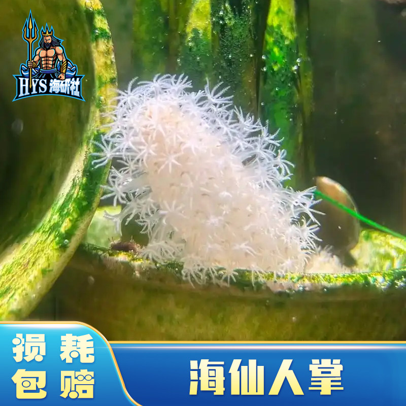 海水生物海仙人掌海腮海玉米海洋生物海缸珊瑚观赏鱼造景桌面宠物
