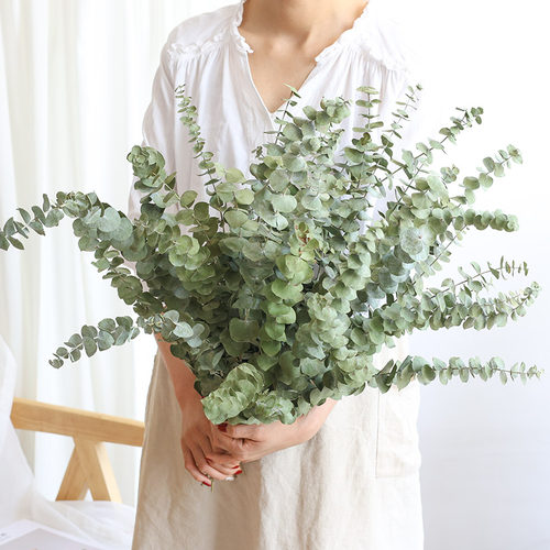 尤加利叶干花花束天然真花
