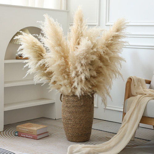 天然芦苇蒲苇干花花束橱窗软装