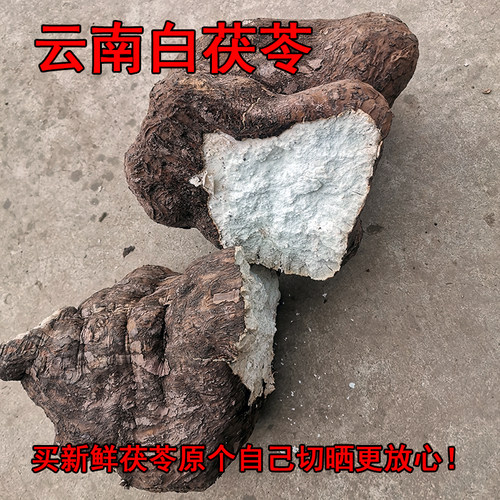 新鲜茯苓云茯苓野生云南白茯苓滇茯苓带皮整个伏神湿茯苓原个茯苓 - 封面