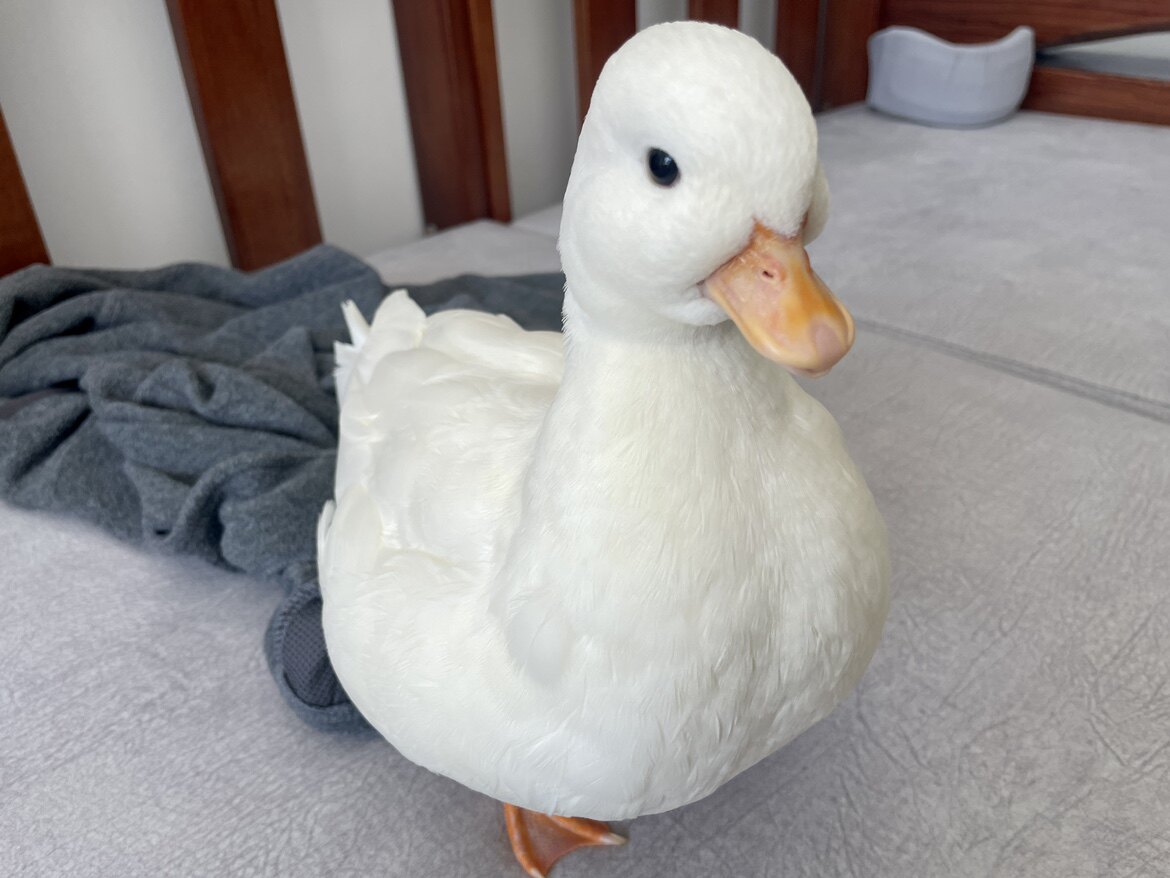 3厘米可达鸭活体鸭崽鸭苗科尔鸭幼崽纯种柯尔鸭